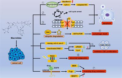 Repositioning of Antiparasitic Drugs for Tumor Treatment